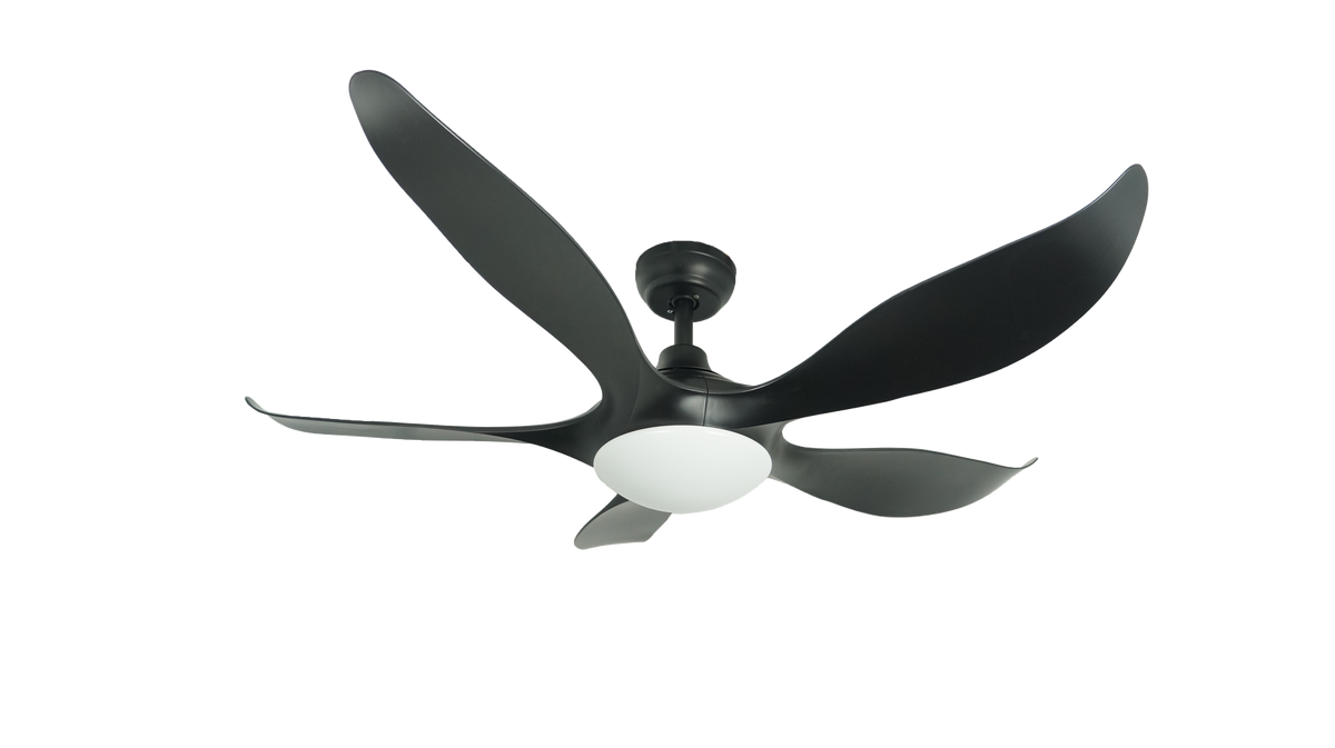 Mayer D'Fan by Mistral Typhoon 52